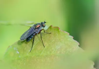 Vibrant Microcosm: Iridescent Fly on a Lush Green Leaf