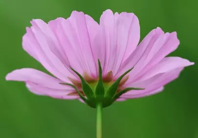 Vibrant Pink Cosmos Bloom Against Lush Green Background