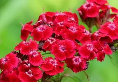 Vibrant Red Carnations Bloom in Summer Garden Macro