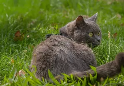 Captivating Gray Cat Pondering in Lush Green Grass