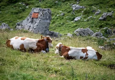 Serene Alpine Pasture: Cows Resting Amidst Majestic Mountains