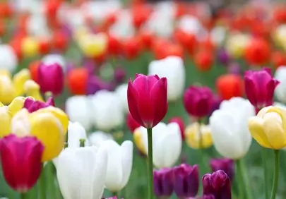 Vibrant Spring Tulip Garden: A Burst of Colorful Blooms