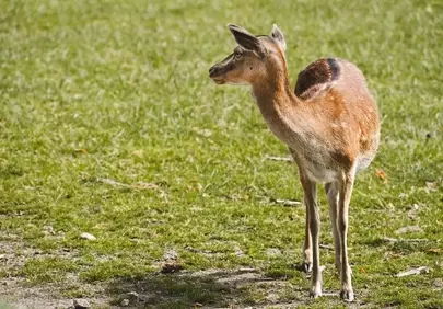 Graceful Fawn Stands Solo in Sun-Drenched Meadow