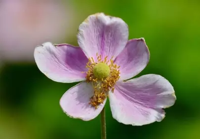 Delicate Japanese Anemone: A Purple Blossom's Close-up