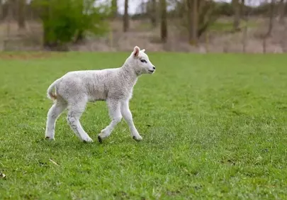 Adorable Lamb's First Steps in a Lush Spring Meadow