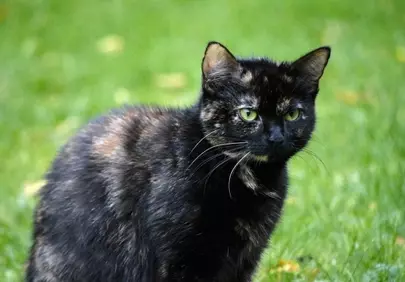 Enchanting Gaze: Tortoiseshell Cat's Outdoor Portrait
