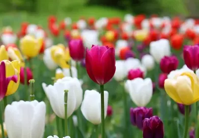 Vibrant Spring Hues: A Dazzling Tulip Garden