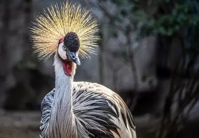 Majestic Grey Crowned Crane: Nature's Royal Portrait