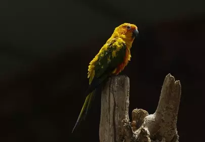Vibrant Yellow Exotic Parrot Perched on Wood