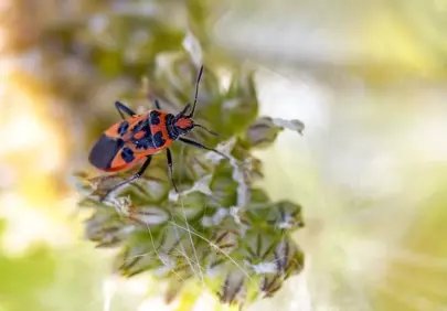 Vibrant Red and Black Insect on Hairy Plant Macro