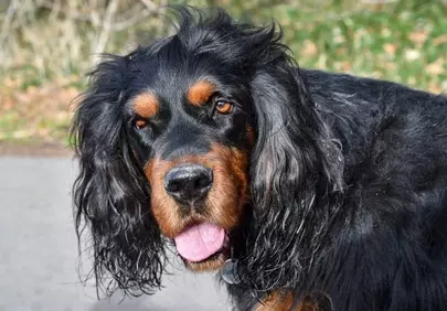 Majestic Gordon Setter: A Portrait of Canine Elegance