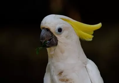 Vibrant Yellow-Crested Cockatoo: A Stunning Tropical Bird Portrait