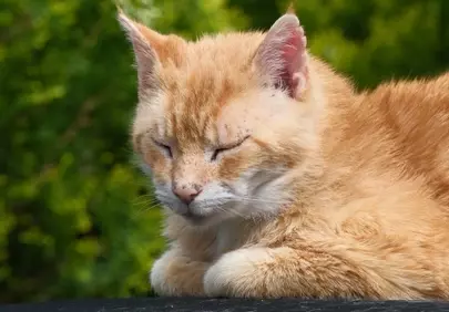 Serene Ginger Cat Napping in Sunny Garden