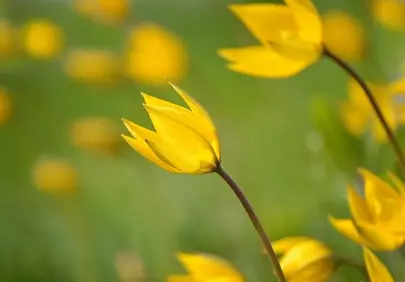 Vibrant Yellow Wild Tulips: A Spring Meadow's Sunny Embrace