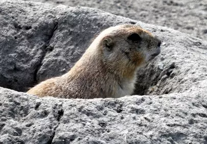 Alert Prairie Dog Emerges from Rocky Burrow