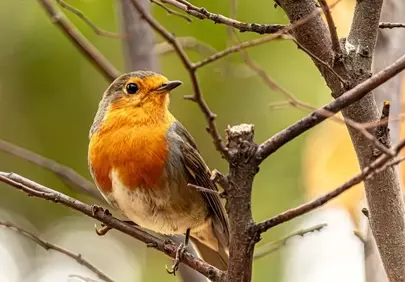 Vibrant European Robin: Autumn's Charming Songbird Perched
