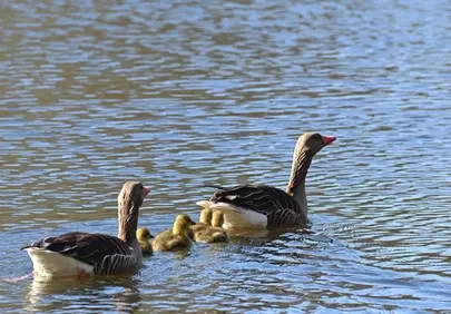 Tender Spring: Goose Family Swimming in Serene Pond