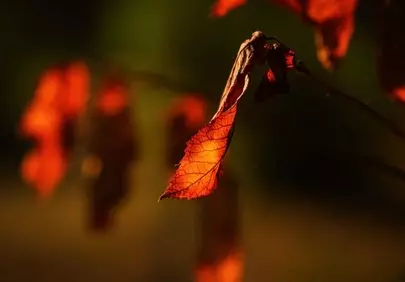 Golden Autumn Leaf: Nature's Radiant Detail