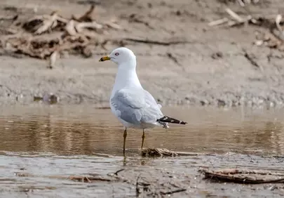 Stunning White Seagull: Serene Wetland Wildlife