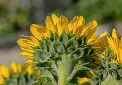 Vibrant Summer Delight: Macro View of a Sunflower's Back