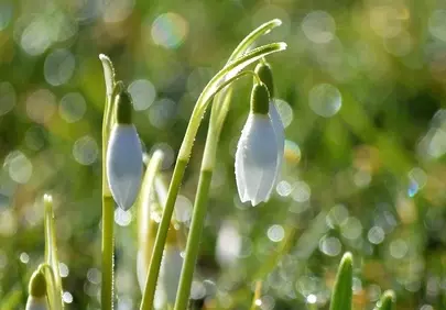 Sparkling Snowdrops: First Blooms of Spring's Awakening