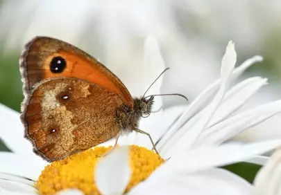 Stunning Macro: Butterfly Resting on Delicate Daisy