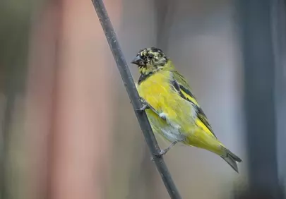 Vibrant Yellow Siskin: A Glimpse of Northern Argentina's Wildlife