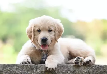 Adorable Golden Retriever Puppy Relaxing Outdoors