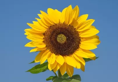 Vibrant Sunflower HD: Nature's Golden Embrace