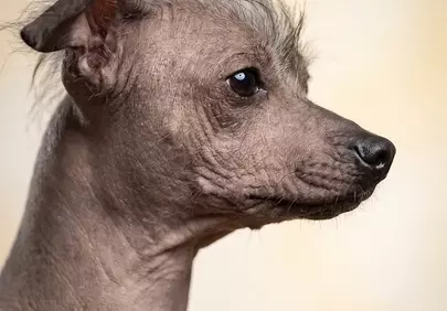 Striking Profile: Rare Xoloitzcuintli's Delicate Beauty