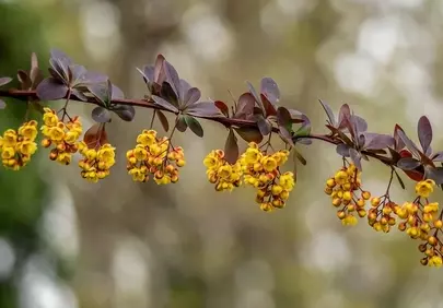 Vibrant Yellow Barberry Blossoms: Spring's Delicate Embrace