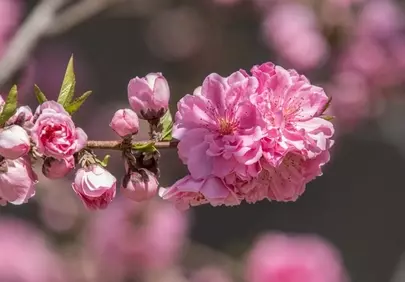 Vibrant Spring Bloom: Exquisite Pink Peach Blossoms on a Branch