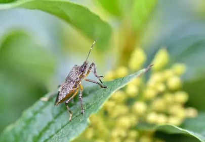 Intricate Macro: Detailed Bug on Green Leaf in Spring Garden