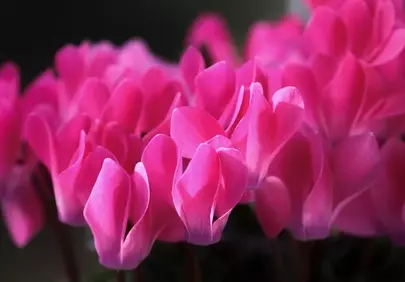 Vibrant Pink Cyclamen: A Macro Symphony of Petal Beauty