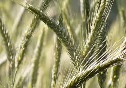 Golden Rye Field: Nature's Bountiful Harvest Backdrop