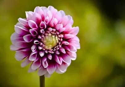 Vibrant Dahlia Bloom: A Close-Up of Nature's Beauty