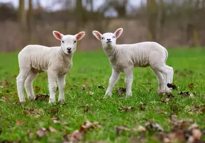 Adorable Duo: Fluffy Lambs Frolicking in Spring Pasture
