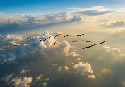 Soaring Silhouettes: Birds Above Golden Sunset Clouds