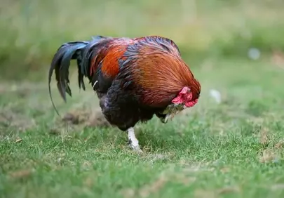 Vibrant Rooster Grooming in Lush Countryside Greenery