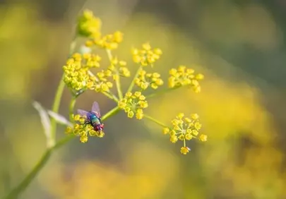 Vibrant Macro: Fly on Wild Parsnip Flowers