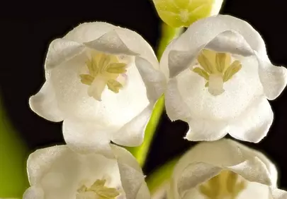 Exquisite Lily of the Valley: Delicate White Spring Blooms