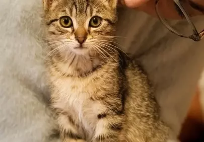 Charming Tabby Kitten Portrait: Cozy Domestic Bliss