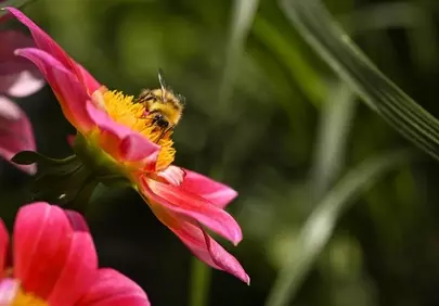 Vibrant Buzz: Honeybee Collecting Nectar on a Pink Petal in California Summer