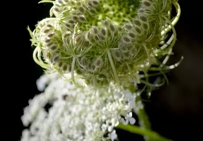 Enchanting Wild Carrot: Nature's Delicate Beauty in Macro