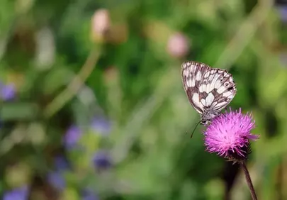 Stunning Marbled White Butterfly on Thistle Blossom