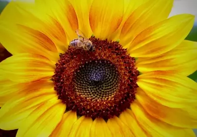 Vibrant Sunflower & Busy Bee: Nature's Golden Embrace