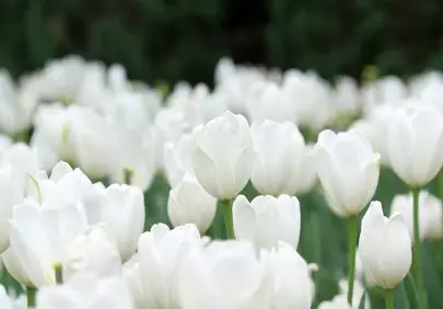 Stunning White Tulip Field: A Vision of Spring Purity