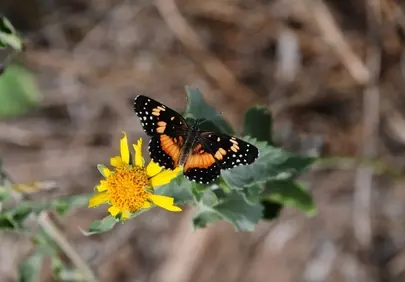 Vibrant Spring: Orange & Black Butterfly on Yellow Wildflower
