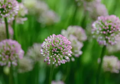 Vibrant Pink Allium Blossoms in a Summer Garden Macro