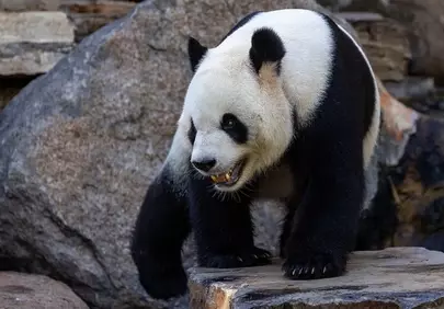Majestic Giant Panda in its Natural Rock Habitat